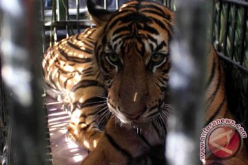 Dua harimau asal Bengkulu butuh rehabilitasi