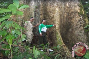 Peneliti bahas kayu Indonesia