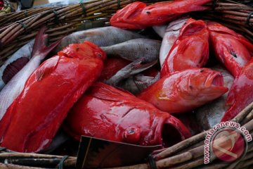 Hidangan di resepsi Tiongkok penyebab terancamnya spesies ikan Filipina?