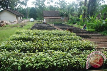 PGI-Kemenag Riau hijaukan Tenayan Raya 7.000 pohon