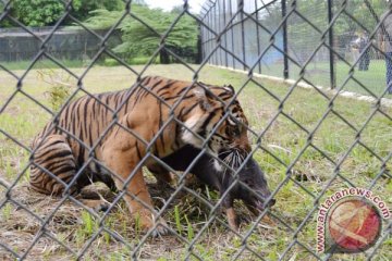 Ratusan pelajar Jambi kampanye perlindungan harimau