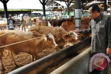 Menteri pertanian berharap PTPN bantu OP daging