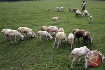 Timor Leste ekspor kambing ke Indonesia