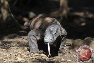 Guide permainkan komodo dikecam asosiasinya