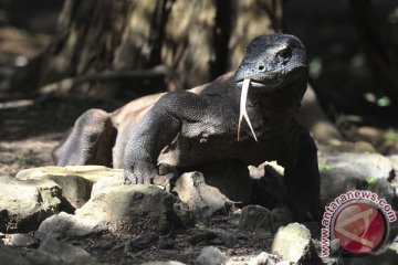 Presiden hadiri inagurasi TNK Pulau Komodo