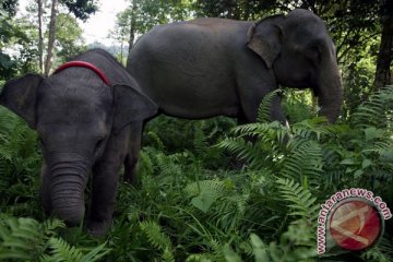 Gajah sumatera hanya tersisa 460 ekor di Aceh
