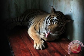 Macan tutul meneror rumah sakit di India