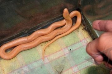 ULAR COBRA ALBINO