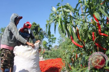 Harga cabe keriting naik lima persen