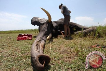 Populasi gajah hutan Afrika turun 62 persen