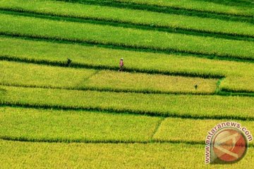 Asuransi pertanian ibarat "madu" bukan "racun"