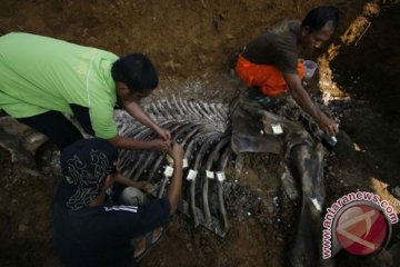 Tujuh kerangka gajah ditemukan di Pelalawan
