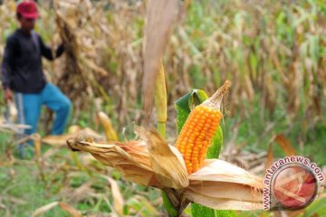 Kementan imbau petani tanam palawija antisipasi El Nino