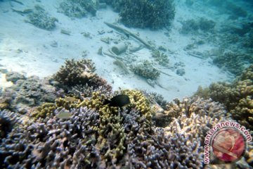 Terumbu karang di Pantai Binor Probolinggo rusak