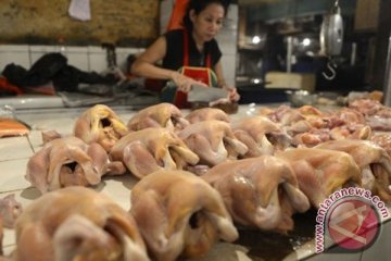 Harga ayam potong di Mamuju Rp40.000 per ayam