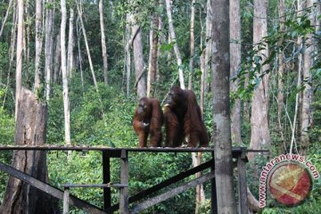 Menyambangi rumah orangutan Kalimantan