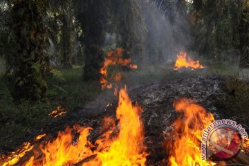 10 tersangka korporasi terlibat pembakaran lahan Riau