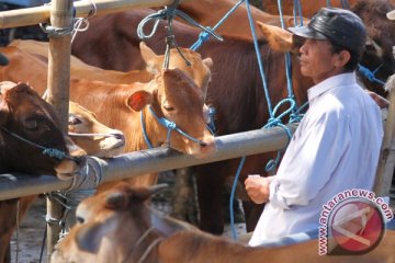 Impor sapi bakalan akan dilakukan untuk kuartal berikutnya