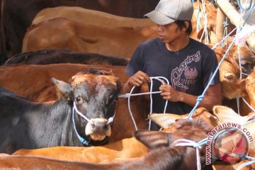 Pemerintah izinkan impor 200.000 sapi bakalan