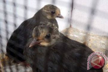 Populasi burung maleo di Pulau Pombo berkurang