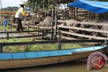 Banjir Desa melintang