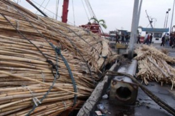Rotan Ilegal/Foto Rusdianto
