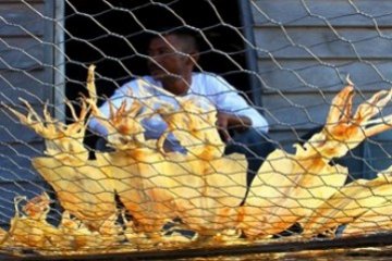 Sotong Kering/Foto Joko Sulistyo