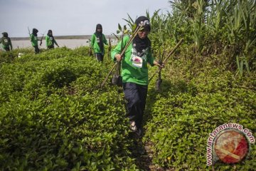 Warga Desa Percut olah mangrove untuk mitigasi iklim