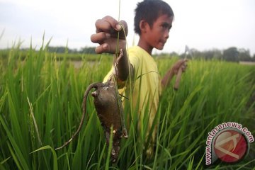 Hama tikus serang 1.000 hektare sawah Ngawi