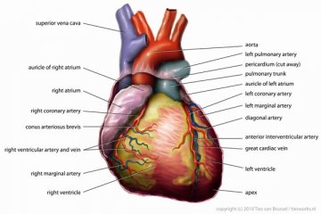 Transplantasi hati jalan satu-satunya atasi gagal hati