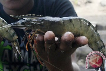 KKP kembangkan pengolahan limbah tambak udang superintensif