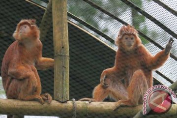 Penjualan lutung jawa lewat Facebook dan BBM terungkap di Jatim