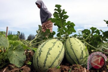 Permintaan semangka meningkat tajam saat Ramadhan