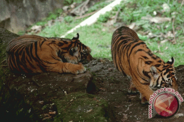 Bukittinggi hibahkan harimau sumatera ke Bali Zoo