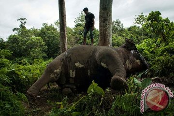 Demi gading, Gajah Ayutthaya diracun