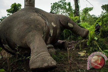 Gajah mati ditemukan di Aceh Barat