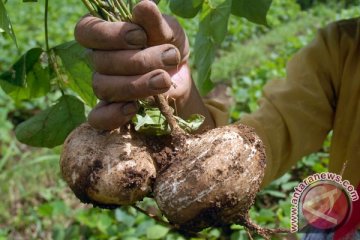 Pedagang bengkuang keluhkan minimnya pembeli