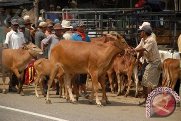 Keran impor sapi indukan masih terbuka