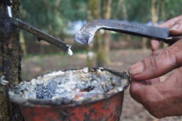 Harga Karet Lampung Turun