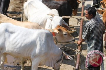 Mentan: lamanya distribusi sebabkan sapi-sapi kurus