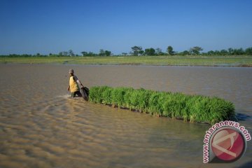 Petani Cirebon terancam gagal panen akibat banjir