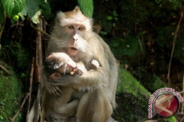 Kera Gunung Tidar cari makan di kampung