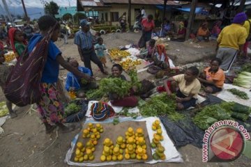 Kementan kembangkan komoditas pertanian lokal Papua