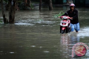 Hujan lebat di Medan tumbangkan sejumlah pohon