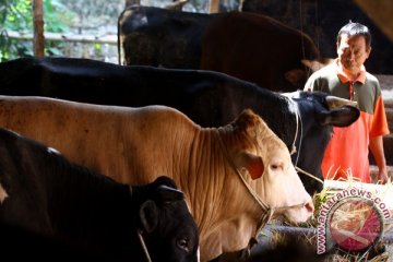 Pemerintah siapkan izin impor 200.000 sapi bakalan