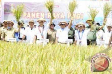 GP3K tingkatkan produksi padi hingga 23 persen