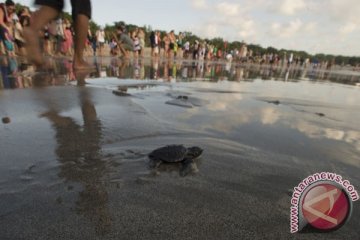 Peserta Festival Legian lepas anak penyu