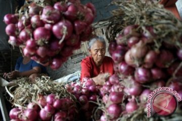 Halmahera Timur jadi sentra pengembangan bawang