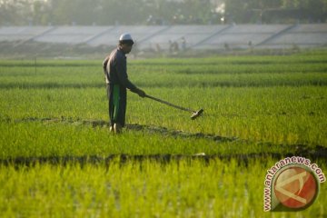 Mantan Mentan minta program pertanian tidak dipolitisasi