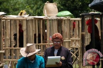 Peternak ingin hak paten ayam pelung tuntas